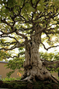 いわしで Iwashide Korean Hornbeam - 盆栽美術館 - bonsai museum