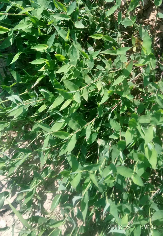 荩草 -花瓣网