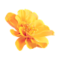黄花