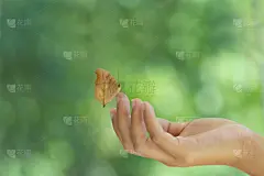 背景,自然,美,蝴蝶,大特写,特写,前景聚焦,背景虚化,易接近性,安逸