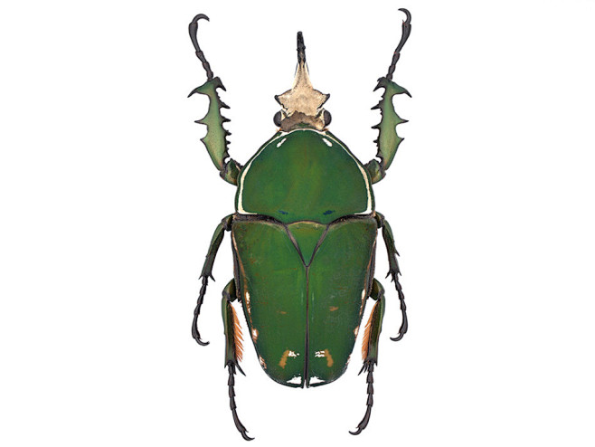 走进奇妙的甲虫世界：占地球四分之一动物物...