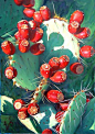 果子 仙人掌 Prickly Pear Fruit Painting by Brenda Semanick