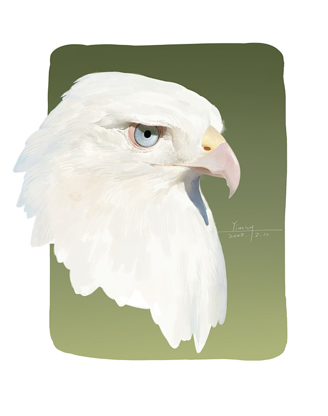 Eagles color study 鹰...