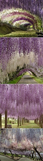 Kawachi Fuji Gardens incredible wisteria tunnel, in Kitakyushu, Japan