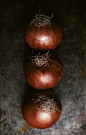 Onions by Darren Muir | Stocksy United: 