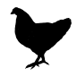 手绘素描农场动物蔬菜鸡羊牛线稿PNG透明图案 AI矢量 (80)