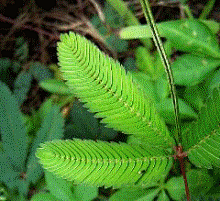 沿途的美景采集到花与花语