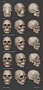 Soule Designs - Skull studies
