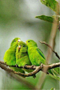 Green parrots: 