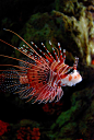 ღღ Scorpion Fish