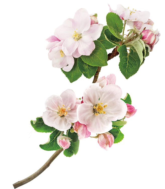 苹果花2