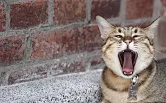 可爱的虎斑猫桌面高清壁纸桌面壁纸2