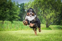 点击来源直接获取大图文件 |快乐的伯恩山犬在院子里玩耍 