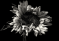 20160821 - Studio Sunflowers on Behance