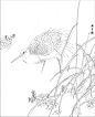 白描花鸟线稿