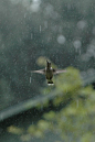 This photo is SO beyond beautiful! I love it with 1,000 hearts! It's a hummingbird caught in the middle of it's rain dance! Thank you, Lara! Merci! Merci! :): 