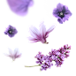 植物素材png花,紫色