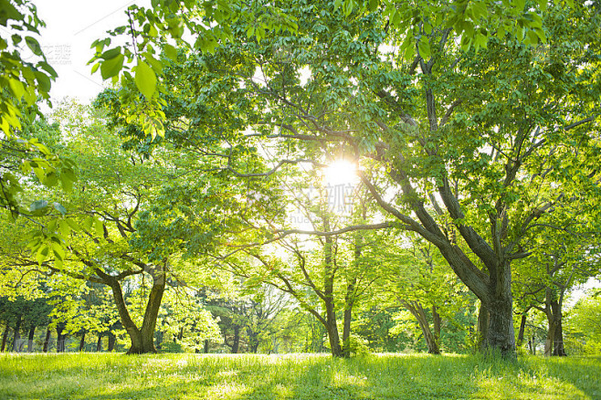 公園 太陽光