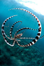 Tiger Octopus