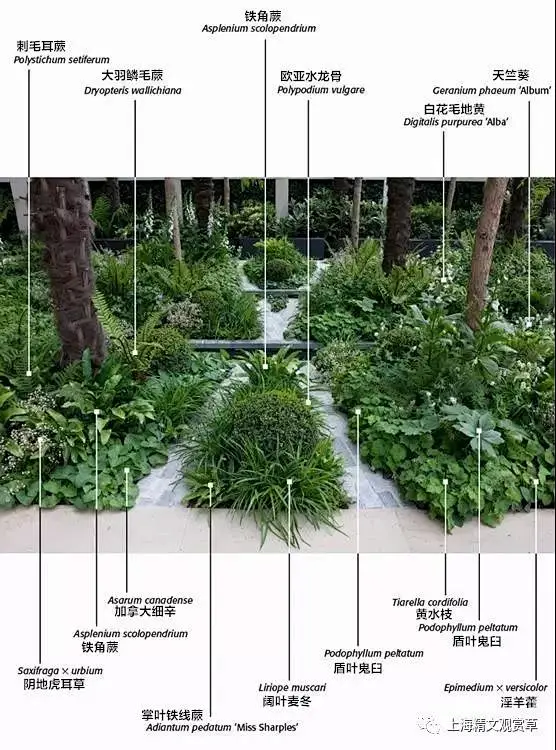 花境配置植物解析https://mp.weixin.qq.com/s/nBqdw4gPojc6dSDyWfV_-w-花瓣网