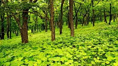 清新丛林高清宽屏壁纸