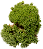 Moss 03