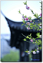 二月春归风雨天，
        碧桃花下感流年。
        残红尚有三千树，
        不及初开一朵鲜。
                       ——袁枚   #摄影# http://user.qzone.qq.com/244011362/blog/1370143846#!app=2&via=QZ.HashRefresh&pos=1370143846