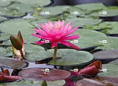 粉红色的睡莲 池塘 美丽的花朵 植物 花壁纸 花卉背景 盛开 自然