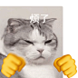 烦了猫咪打拳 GIF 动图