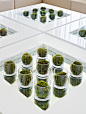 Clear cylindrical glasses with a moss ball in each are displayed on Kelly Hoppen tables.  <a class="text-meta meta-link" rel="nofollow" href="http://www.kellyhoppen.com/shop-by-type/books-and-pictures/kelly-hoppen-design-master