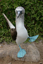 #绘画参考# 蓝脚鲣鸟，穿着蓝靴子的海鸟，大型的热带海鸟，蠢萌的姿势以及蓝色的脚掌，。亮蓝色的脚是繁殖选择的结果。雄性的脚越蓝就越吸引雌性。对了也有穿红靴子的哦→O网页链接