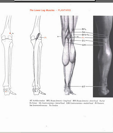【学人体】男性腿脚肌肉块与骨骼~~~（相...