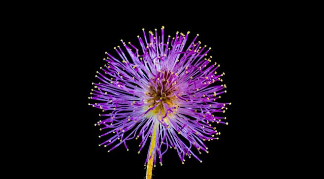 奇怪的紫色蒲公英花封面大图