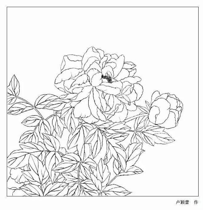 白描画谱：花卉白描