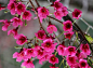 山樱花(Prunus campanulata),为蔷薇科.李属落叶乔木,是冬季和早春的优良花木。
花期2～3月,在冬季温暖.霜冻较少的地区,往往于冬季开放,花色绯红,因此亦名绯寒樱。

