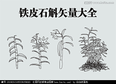 ViVi锅采集到植物插画