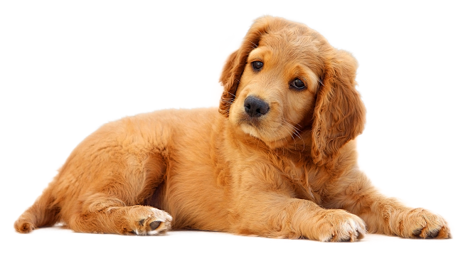 狗PNG