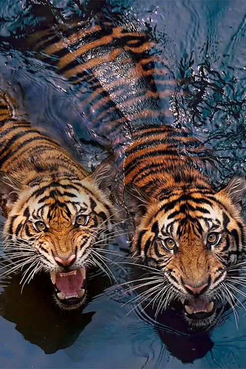 Tigers-花瓣网