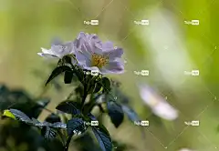 荆棘 黑莓 花卉背景 花朵 花壁纸 黑莓手机花 荆棘花