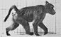 (1880s) Baboon running.