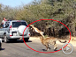 实拍羚羊跳进汽车逃过猎豹捕食