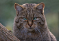 Photograph wild-cat by Stefano Ronchi on 500px