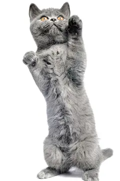 站立的猫