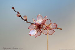 Arvin1005采集到花卉