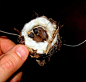 蜂鸟的小巢Hummingbird nest with babies: 