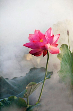 晴芯采集到待归类采集