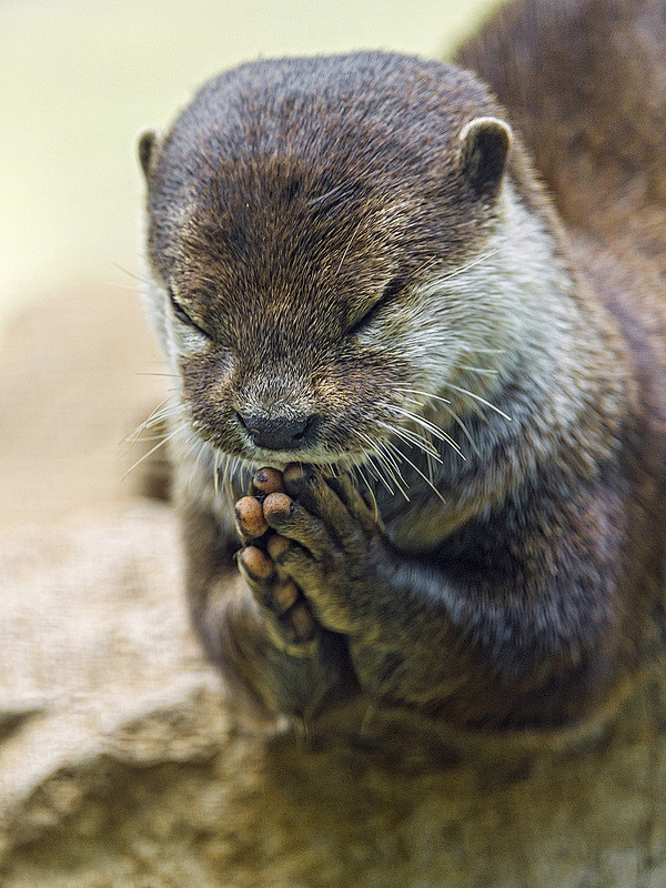 I pray……求考试过⊙﹏⊙