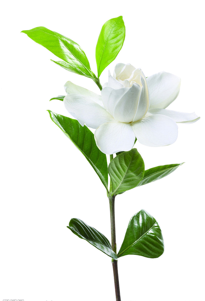 栀子花