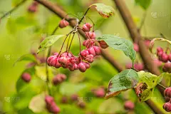 美丽，鲜亮的果实，在秋天的纺锤树自然栖息地。丰富多彩的秋天的特写镜头。