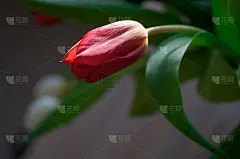 深色背景上的郁金香花束